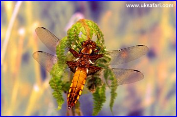 Broad-Bodied Chaser