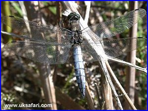 Black-Tailed Skimmer