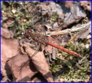 Common Darter