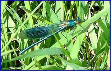 Banded Demoiselle