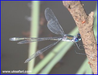 Male Emerald Damselfly