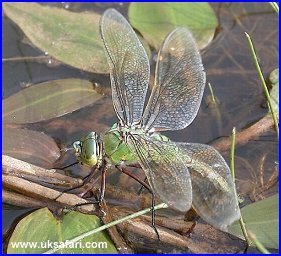 Ovipositing Female Emperor Dragonfly