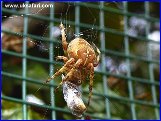 Garden Spider