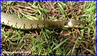 Grass Snake - Uk Safari