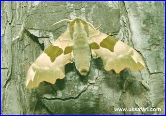 Lime Hawk Moth