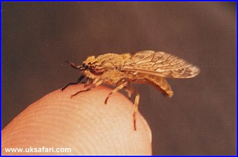 Leafhopper