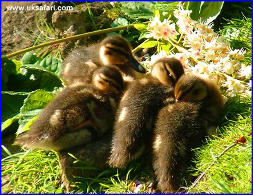 Mallard Ducklings