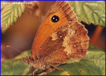 Meadow Brown