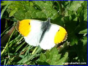 Orange Tip