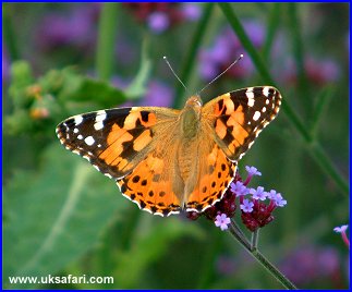 Painted Lady