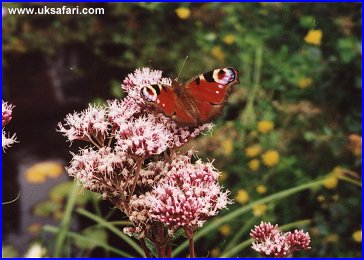 Peacock Butterfly