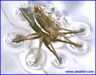 Raft Spider