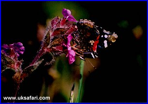 Red Admiral on Campion