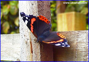 Red Admiral