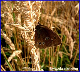 Ringlet Butterfly