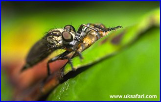 Robber Fly