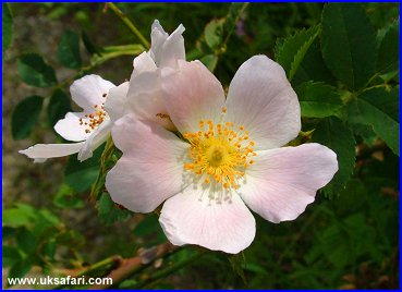 Wild Rose