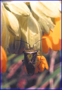 Hawthorn Shieldbug