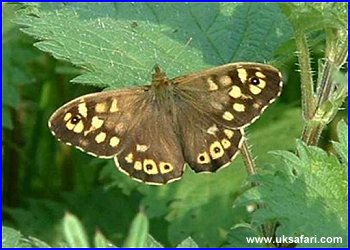 Speckled Wood