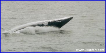 Minke Whale