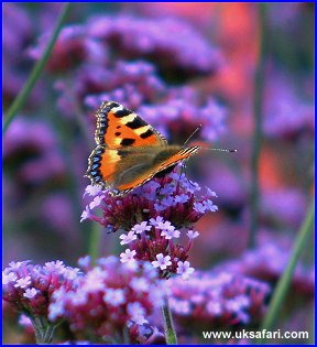 Small Tortoiseshell Butterfly