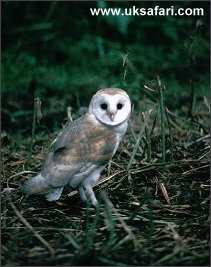 Young Barn Owl - Photo  Copyright 2003 Martin Bailey