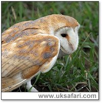 Barn Owl - Photo  Copyright 2006 Dean Eades