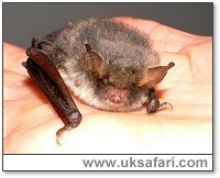Natterer's Bat - Photo  Copyright 2002 Gary Bradley