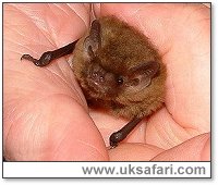 Soprano Pipistrelle Bat - Photo  Copyright 2002 Gary Bradley