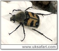 Bee Beetle - Photo  Copyright 2005 Nigel Scott