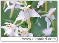 Butterfly Orchid Close Up - Photo  Copyright 2001 Gary Bradley