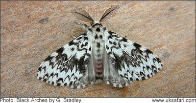 Black Arches Moth - Photo  Copyright 2008 G. Bradley