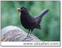 Blackbird with a mouthful of worms - Photo  Copyright 2003 Gary Bradley