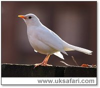 White Blackbird - Photo  Copyright 2006 Dean Eades