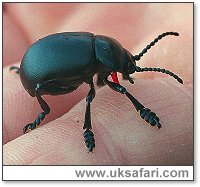 Bloody-Nosed Beetle - Photo  Copyright 2001 Gary Bradley