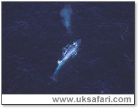 Blue Whale - Blowing - Photo Courtesy of W.D.C.S. - http://www.wdcs.org.uk