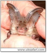 Brown Long-Eared Bat - Photo  Copyright 2006 Gary Bradley