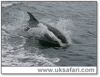 Bottle-Nosed Dolphin - Photo  Copyright 2005 Chris Edwards