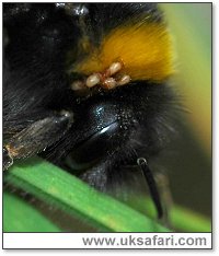Bumble bee mites - Photo  Copyright 2005 Elizabeth Close
