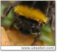 Bumble bee mites - Photo  Copyright 2005 Elizabeth Close