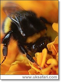 Bumble Bee - Photo  Copyright 2001 Gary Bradley