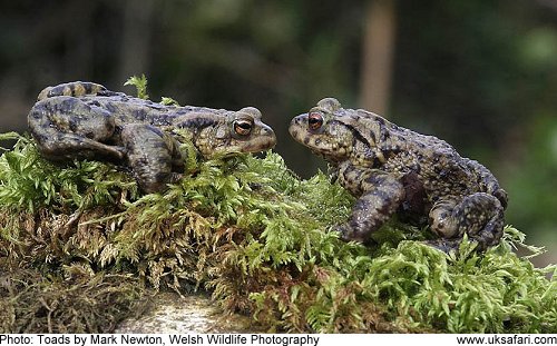 Toads by Mark Newton