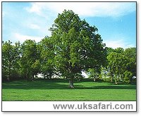 Common Oak Tree - Photo  Copyright 2003 Gary Bradley