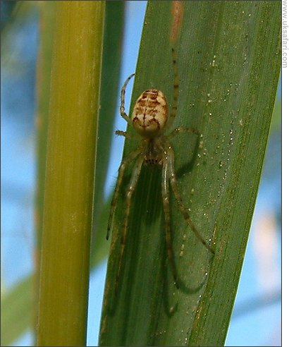 Common Orb Weaver - Photo  Copyright 2003 Gary Bradley