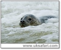 Common Seal - Photo:  2005 Tony Margiocchi