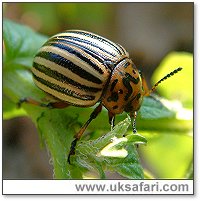 Colorado Beetle - Photo  Copyright 2005 Gary Bradley