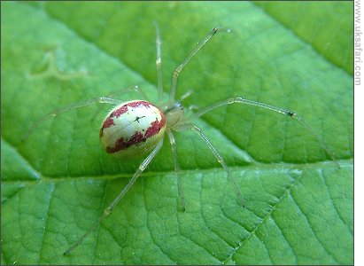 Comb-footed Spider - Photo  Copyright 2007 Gary Bradley