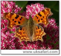 Comma Butterfly - Photo  Copyright 2004 John Smethurst 
