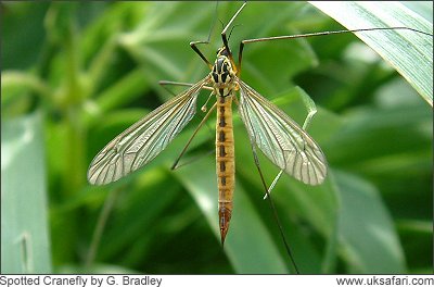 Spotted CRanefly - Photo  Copyright 2008 G. Bradley