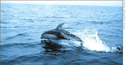 Pacific White-sided Dolphin